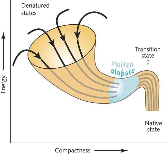 Energetski diagram zvijanja Energetski diagram celotnega