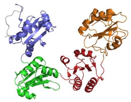 In vivo preurejanje disulfidov katalizirajo protein disulfid izomeraze.
