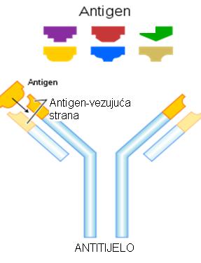 U novije vrijeme se pribjegava terapiji antitijelima koja mogu prepoznati nepravilno svijene proteine i izvršiti njihovo uklanjanje.