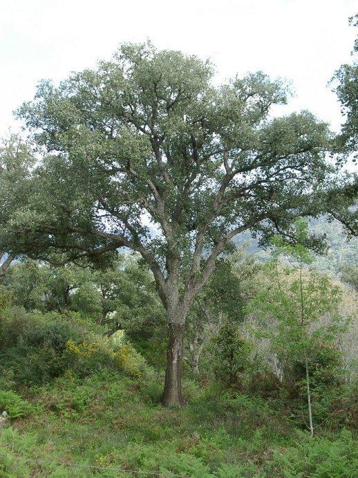 Quercus