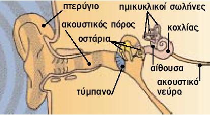 Νόµοι του Gestalt Νόµοι του Gestalt Γειτνίαση : κοντινά αντικείµενα οµαδοποιούνται Οµοιότητα : παρόµοια αντικείµενα ως προς το σχήµα ή το χρώµα τους παρουσιάζονται να ανήκουν στη ίδια οµάδα