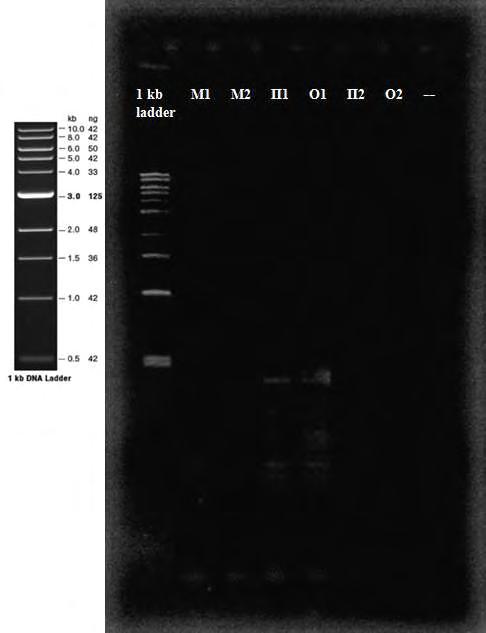 Εικ. 46 Αποτέλεσμα ηλεκτροφόρησης των προϊόντων της PCR με χρήση του ζεύγους εκκινητών otapkspv_for / otapkspv_rev σε πηκτή αγαρόζης 1.5%.