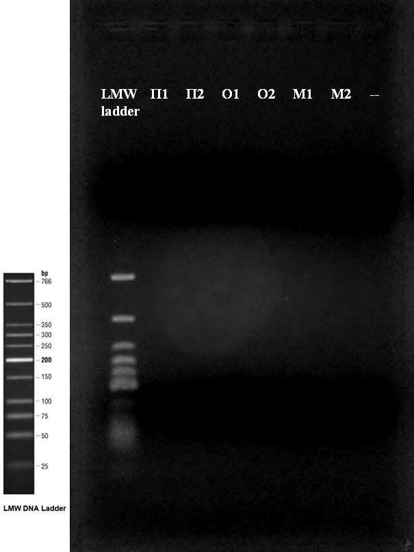 3.3.2 Μοριακή ανίχνευση του Aspergillus flavus Με την χρήση του ζεύγους εκκινητών FLAVIQ1 / FLAVIQ2, το DNA του A.