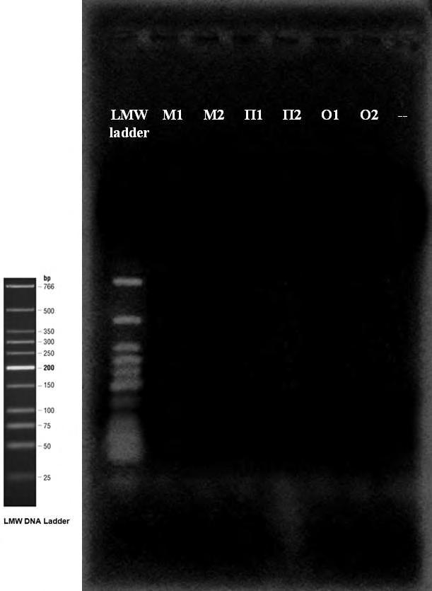 3.3.3 Μοριακή ανίχνευση του Aspergillus parasiticus Με την χρήση του ζεύγους εκκινητών FLAVIQ1 / PARQ2, το DNA του A.