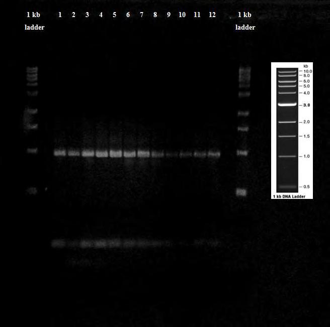 Εικ. 30 Αποτέλεσμα ηλεκτροφόρησης των προϊόντων της Gradient PCR με χρήση του ζεύγους εκκινητών COI-SO-FWD / COI-SO-REV σε πηκτή αγαρόζης 1.2%. Ladder: 1kb DNA ladder, 1: Τ= 40.