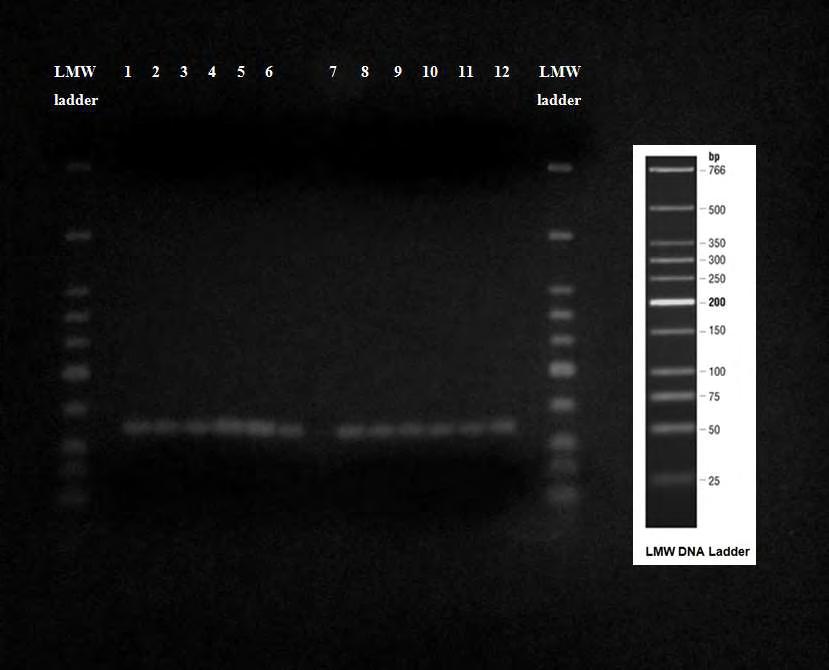 Εικ. 31 Αποτέλεσμα ηλεκτροφόρησης των προϊόντων της Gradient PCR με χρήση του ζεύγους εκκινητών COΙISG1 / COΙISG2 σε πηκτή αγαρόζης 2%. Ladder: LMW DNA ladder, 1: Τ= 59.