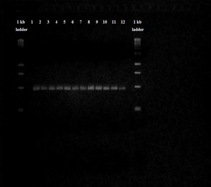 Εικ. 32 Αποτέλεσμα ηλεκτροφόρησης των προϊόντων της Gradient PCR με χρήση του ζεύγους εκκινητών COI-SZ-FWD / COI-SZ-REV σε πηκτή αγαρόζης 1.2%. Ladder: 1kb DNA ladder, 1: Τ= 40.