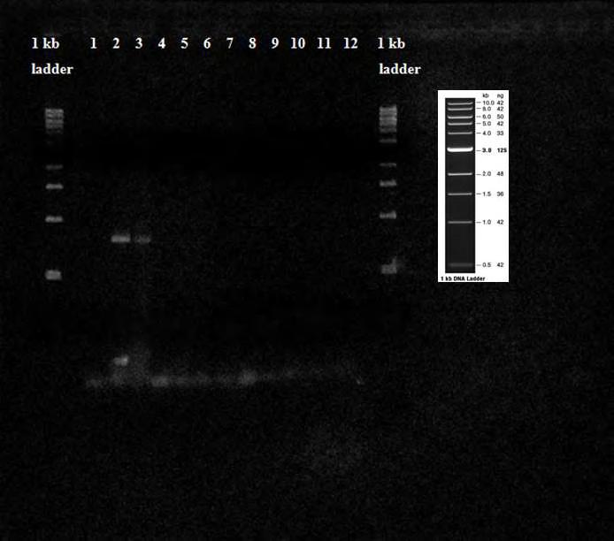 Εικ. 33 Αποτέλεσμα ηλεκτροφόρησης των προϊόντων της Gradient PCR με χρήση του ζεύγους εκκινητών TL2-J-3037 / TK-N-3785, για ανίχνευση του S. oryzae, σε πηκτή αγαρόζης 1.2%.