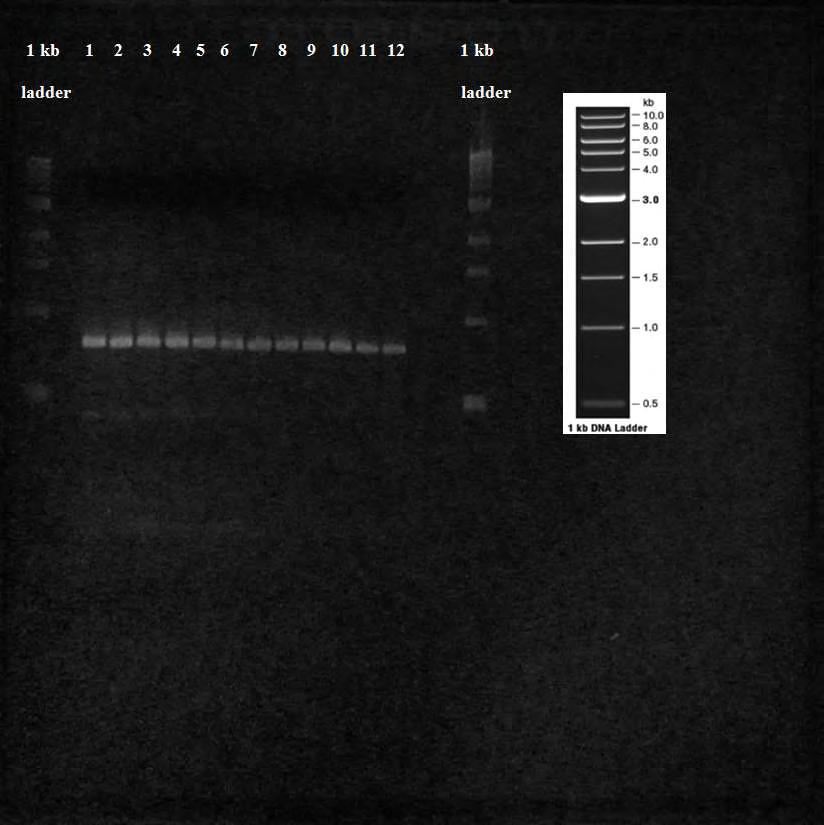 Εικ. 35 Αποτέλεσμα ηλεκτροφόρησης των προϊόντων της Gradient PCR με χρήση του ζεύγους εκκινητών TL2-J-3037 / TK-N-3785, για ανίχνευση του S. zeamais, σε πηκτή αγαρόζης 1.2%.