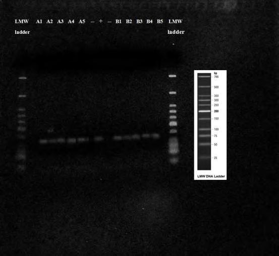 FWD / COI-SZ-REV ήταν ικανό να πολλαπλασιάσει το DNA του S. zeamais σε όλα τα ποσοστά των τεχνητών μολύνσεων και στις 2 επαναλήψεις του πειράματος. Εικ.