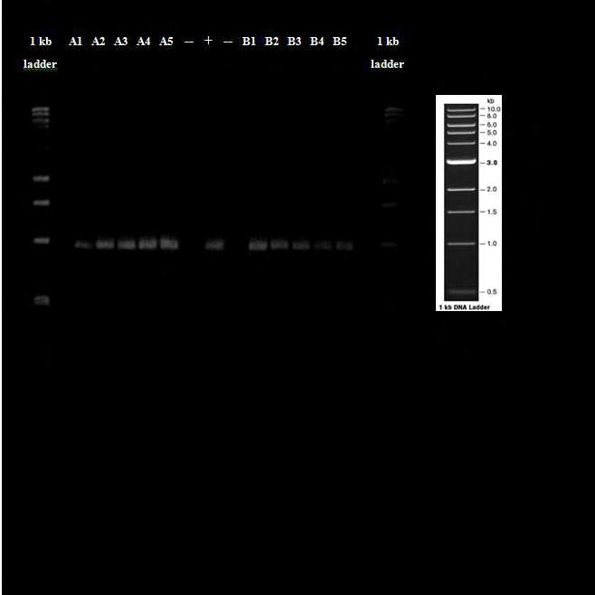 Εικ. 38 Αποτέλεσμα ηλεκτροφόρησης των προϊόντων της PCR με χρήση του ζεύγους εκκινητών COI- SZ-FWD / COI-SZ-REV σε πηκτή αγαρόζης 1.2%. Ladder: 1kb DNA ladder, Α 1 : 0.05% S.