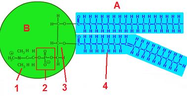 10. Ο δεσμός που συνδέει δύο μονοσακχαρίτες για την δημιουργία ενός δισακχαρίτη ονομάζεται α. πεπτιδικός β. φωσφοδιεστερικός γ. γλυκοζιτικός δ. εστερικός 11.