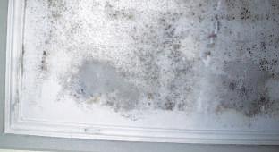 6.4 Στεγανοποίηση εσωτερικής τοιχοποιίας από µούχλα ΠΛΕΟΝΕΚΤΗΜΑΤΑ: Προστασία από Μούχλα -