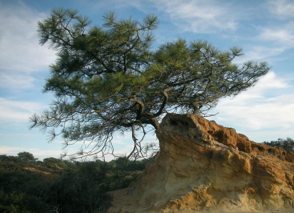 Pinus torreyana Ενδημικό είδος πεύκου των ΗΠΑ (Καλιφόρνια), με περιορισμένη γεωγραφική εξάπλωση