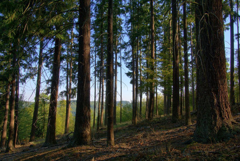 Pseudotsuga menziesii στη Γερμανία Το αμερικάνικο είδος Pseudotsuga