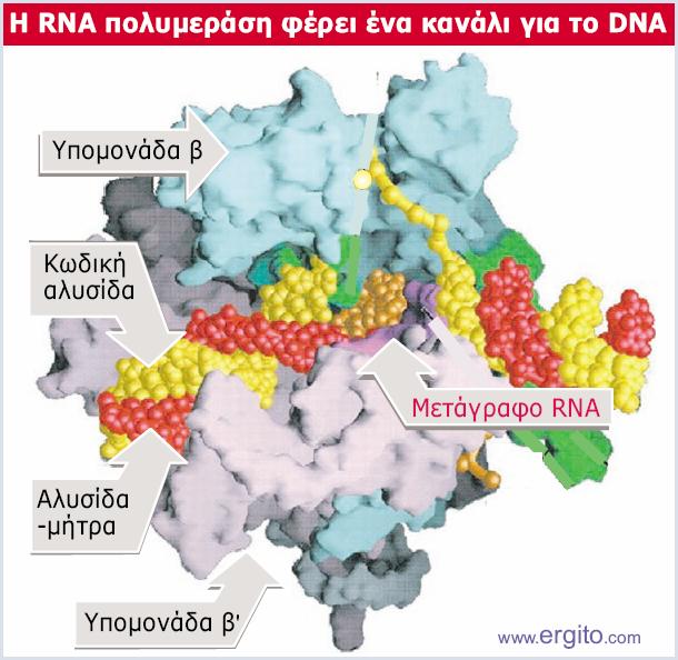Βακτηριακή RNA πολυμεράση Οι υπομονάδες β (κυανό) και β (ροζ) της βακτηριακής RNA πολυμεράσης έχουν ένα κανάλι για την αλυσίδαμήτρα του DNA.