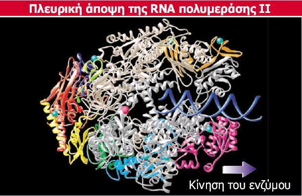 Η πλευρική άποψη της κρυσταλλικής δομής της RNA πολυμεράσης ΙΙ του