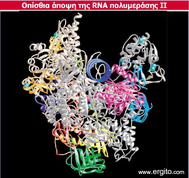 H οπίσθια άποψη της κρυσταλλικής δομής της RNA πολυμεράσης ΙΙ