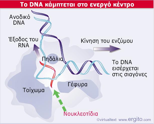 Το DNA αναγκάζεται να κάνει μια στροφή στο ενεργό κέντρο εξαιτίας ενός τοιχώματος