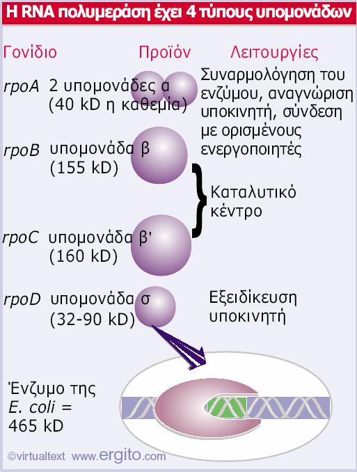 Οι RNA πολυμεράσες των ευβακτηρίων αποτελούνται από τέσσερα είδη υπομονάδων: οι υπομονάδες α, β