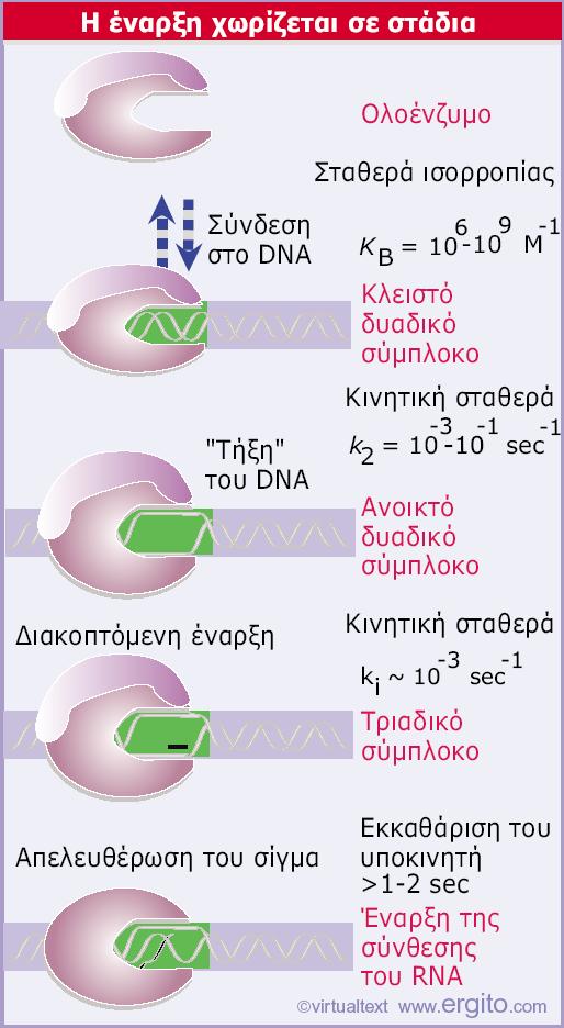 Κλειστό δυαδικό σύμπλοκο (DNA σε δίκλωνη μορφή + ολοένζυμο) Ανοικτό δυαδικό σύμπλοκο (DNA εν μέρει σε ανοικτή μορφή