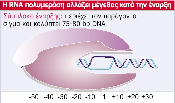 Το μήκος του DNA
