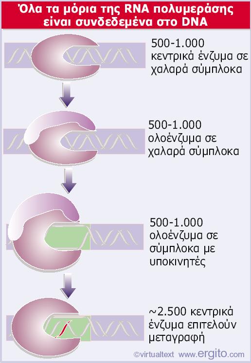 Το κεντρικό ένζυμο και το ολοένζυμο κατανέμονται στο DNA,