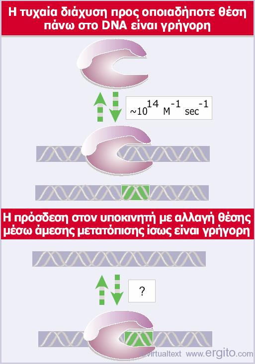 Η RNA πολυμεράση προσδένεται πολύ γρήγορα σε τυχαίες αλληλουχίες DNA και θα μπορούσε