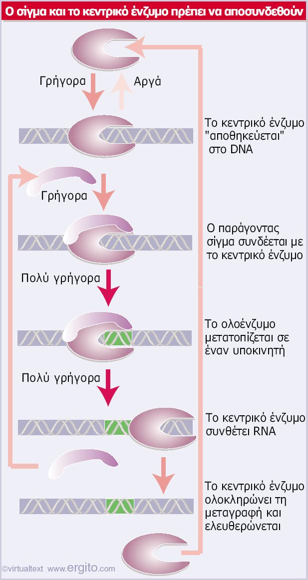 Οπαράγονταςσκαιτοκεντρικό ένζυμο