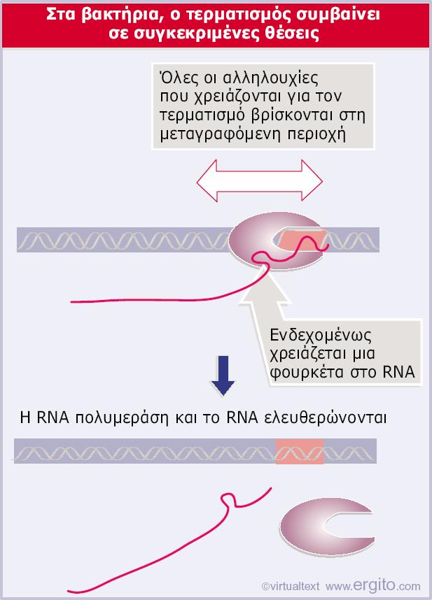 Τερματισμός της μεταγραφής στα βακτήρια Οι αλληλουχίες DNA που απαιτούνται για τον τερματισμό εντοπίζονται πριν