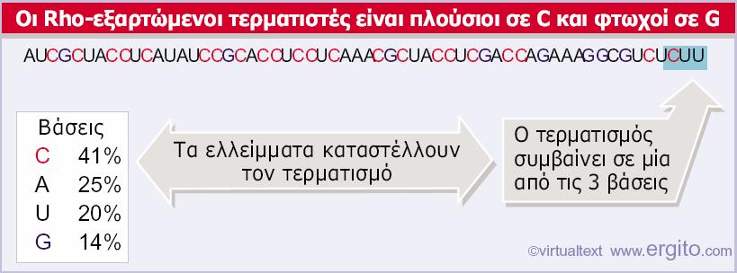 Ένας Rho-εξαρτώμενος τερματιστής έχει αλληλουχία πλούσια σε C και φτωχή σε G, και εντοπίζεται πριν από την