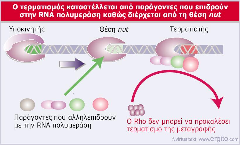Βοηθητικοί παράγοντες προσδένονται στην RNA πολυμεράση καθώς διέρχεται από τη θέση nut.