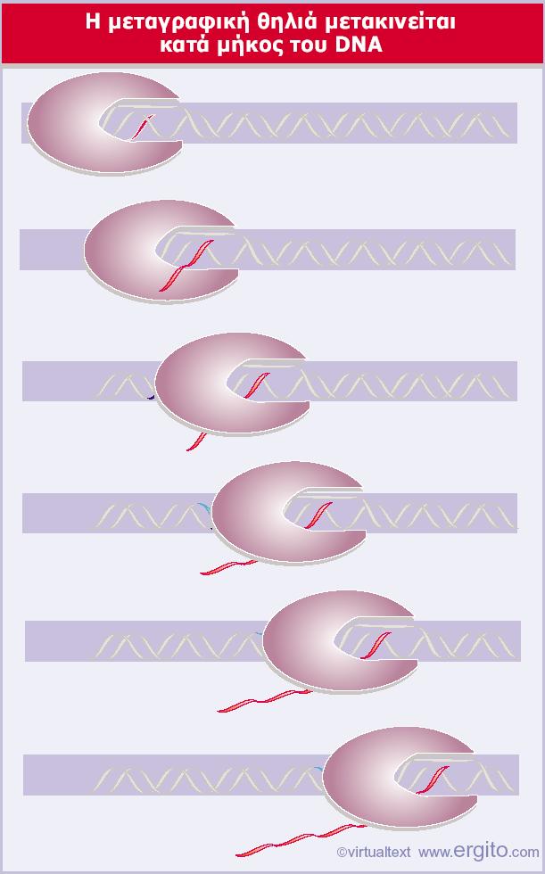 Ημεταγραφικήθηλειά Καθώς η μεταγραφική θηλιά προχωρά, το δίκλωνο DNA