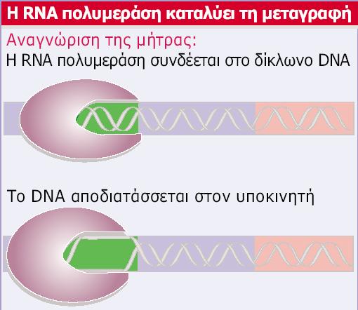 Το ένζυμο προσδένεται στον υποκινητή και