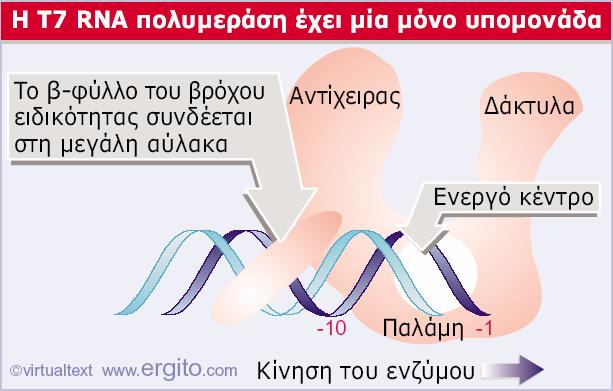 RNA πολυμεράση του φάγου Τ7 Η T7 RNA πολυμεράση έχει ένα βρόχο ειδικότητας που προσδένει