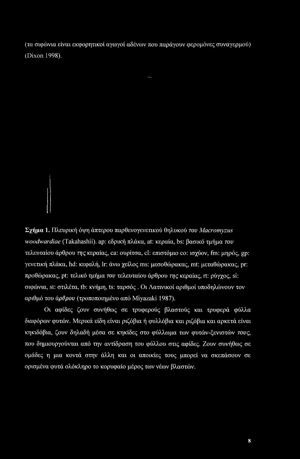μεταθώρακας, pr: προθώρακας, pt: τελικό τμήμα του τελευταίου άρθρου της κεραίας, rt: ρύγχος, si: σιφώνια, st: στιλέτα, tb: κνήμη, ts: ταρσός.