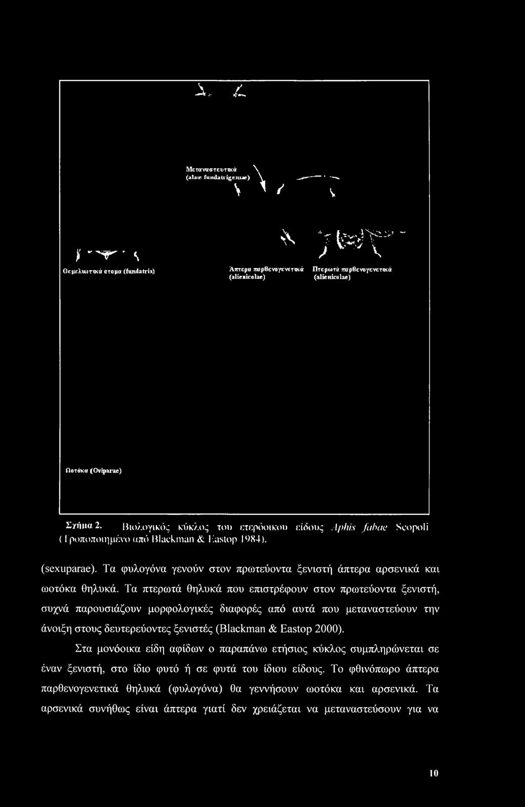 Βιολογικός κύκλος του ετερόοικου είδους Aphis fabae Scopoli (Τροποποιημένο από Blackman & Eastop 1984). (sexuparae). Τα φυλογόνα γενούν στον πρωτεύοντα ξενιστή άπτερα αρσενικά και ωοτόκα θηλυκά.