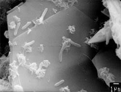 χωριστά. 1.7.14 Βιολογική διάβρωση (Biological corrosion) Ορίζεται ως η διάβρωση που ξεκινά ή επιταχύνεται από την παρουσία μικροοργανισμών (Σχ.16).