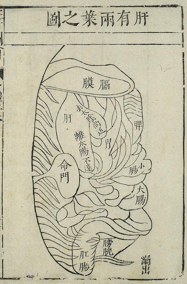 ΗΠΑΡ GAN Liver Governs Dredging And Draining Gan Zhu Shu Xie Form and position of the liver Woodcut illustration fromshenti sancai tuhui(coloured Illustrations of the Body), by the Ming (1368-1644)