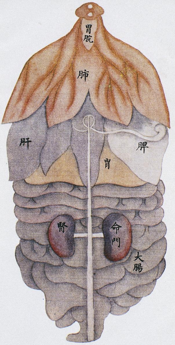 Anatomical drawing of the human viscera, back view, from Renti jingmai tu (Illustrations of the Channels of the Human Body), a manuscript