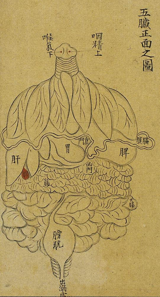 Κατανοµή των Eσωτερικών Oργάνων Πρόσθια όψη Ink drawing from the Qing period The accumulated knowledge of ancient Chinese doctors on the physiology of the internal organs (zangandfuviscera) is
