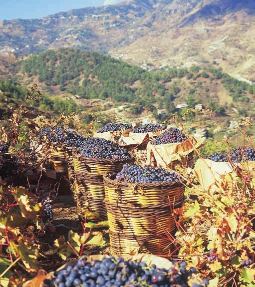 Σ αυτή την περιοχή παράγεται το περίφημο κυπριακό ξηρό κόκκινο κρασί.