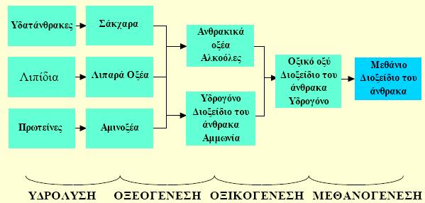 Σχ. 9. Τα κύρια στάδια της αναερόβιας χώνευσης. Al Seadi 2003 - BiG>East Biogas Handbook. Τα στάδια της διεργασίας λαµβάνουν χώρα παράλληλα στο χώρο και το χρόνο, εντός της δεξαµενής χώνευσης.