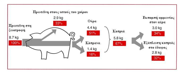 της αποβολής του αζώτου αναπαρίσταται αναλυτικότερα στο σχήµα που ακολουθεί. Σχ.
