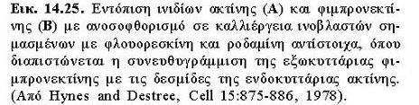 κυτταρική προσκόλληση στο υπόστρωμα