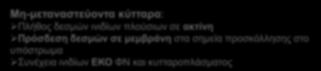ινιδίων πλούσιων σε ακτίνη Πρόσδεση δεσμών