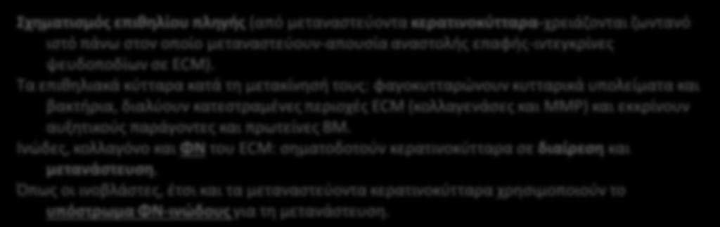 iii. Φιμπρονεκτίνες ΠΡΩΤΕΙΝΕΣ ΕΚΟ ΠΟΛΛΑΠΛΗΣ ΠΡΟΣΚΟΛΛΗΣΗΣ Σχηματισμός επιθηλίου πληγής (από μεταναστεύοντα κερατινοκύτταρα-χρειάζονται ζωντανό ιστό πάνω στον οποίο μεταναστεύουν-απουσία αναστολής