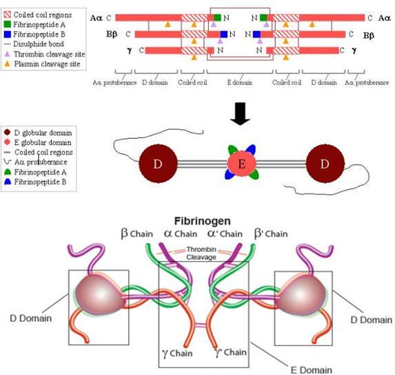 iv. Ινωδογόνο (fibrinogen) ΠΡΩΤΕΙΝΕΣ ΕΚΟ ΠΟΛΛΑΠΛΗΣ ΠΡΟΣΚΟΛΛΗΣΗΣ