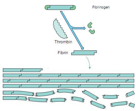 iv. Ινωδογόνο (fibrinogen)