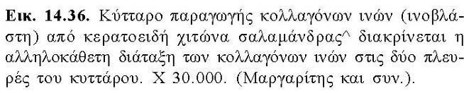 σε στρώματα (δέρμα), σε σκοινί (τένοντα) κι σε εξαιρετικά οργανωμένα διαφανή στρώματα (κερατοειδής χιτώνας).
